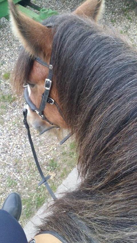Irish Cob King Romany Vanner billede 9