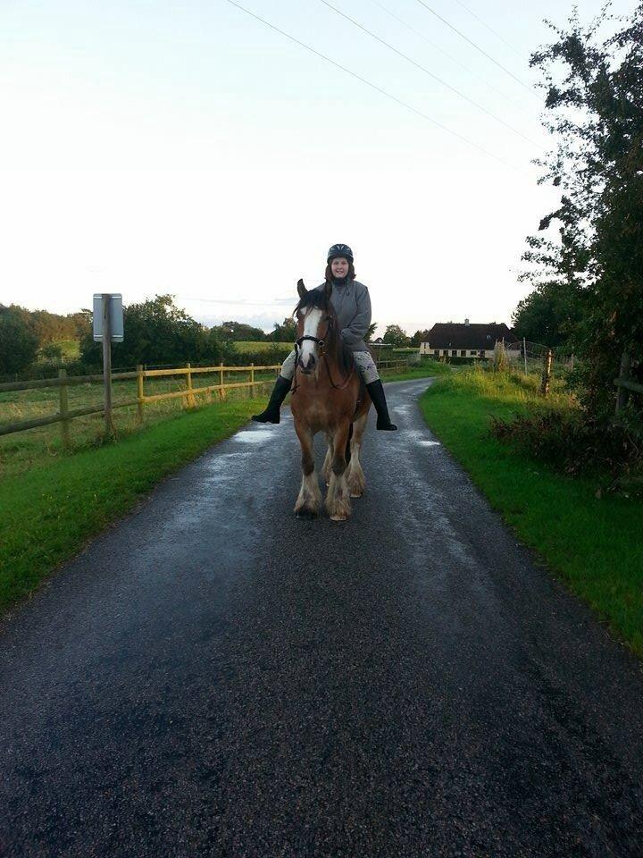 Irish Cob King Romany Vanner billede 8