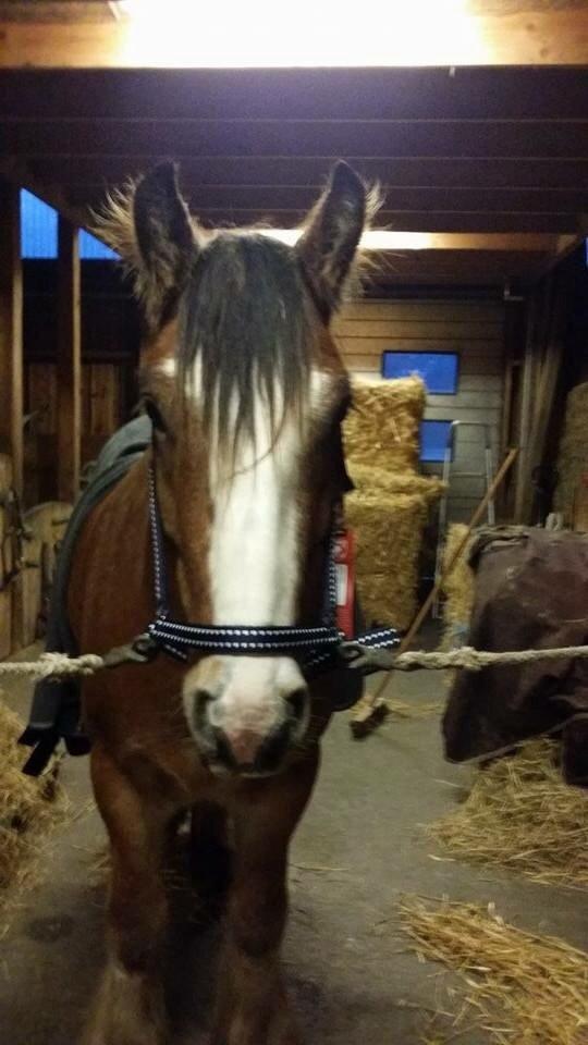 Irish Cob King Romany Vanner billede 10