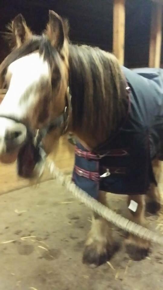 Irish Cob King Romany Vanner billede 11
