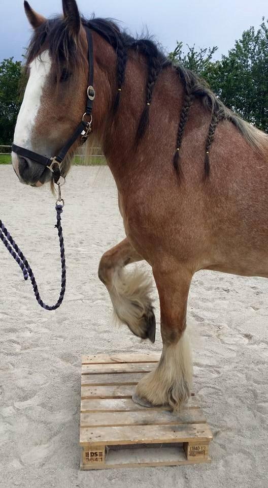Irish Cob King Romany Vanner billede 1
