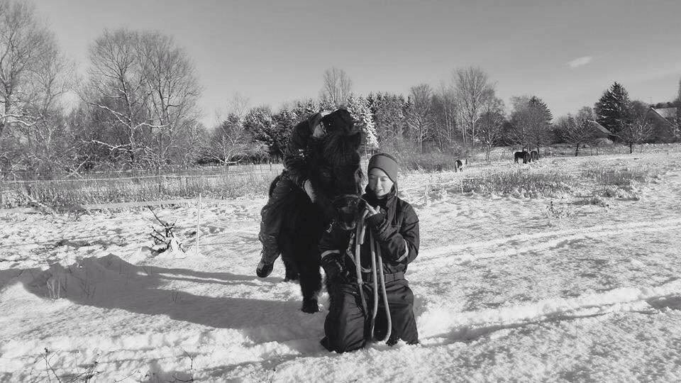 Shetlænder Blackie billede 16