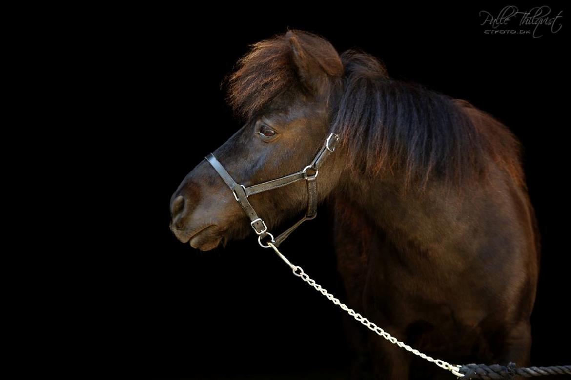 Shetlænder Blackie billede 7