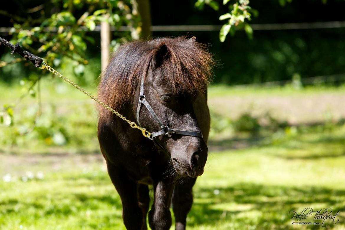 Shetlænder Blackie billede 8