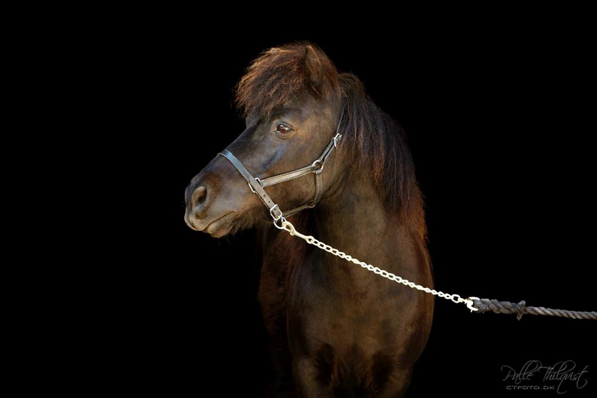 Shetlænder Blackie billede 6