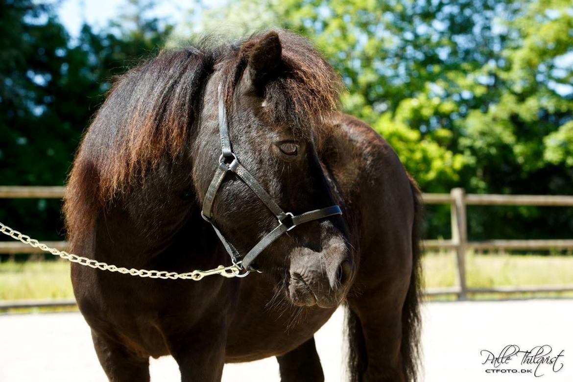 Shetlænder Blackie billede 10
