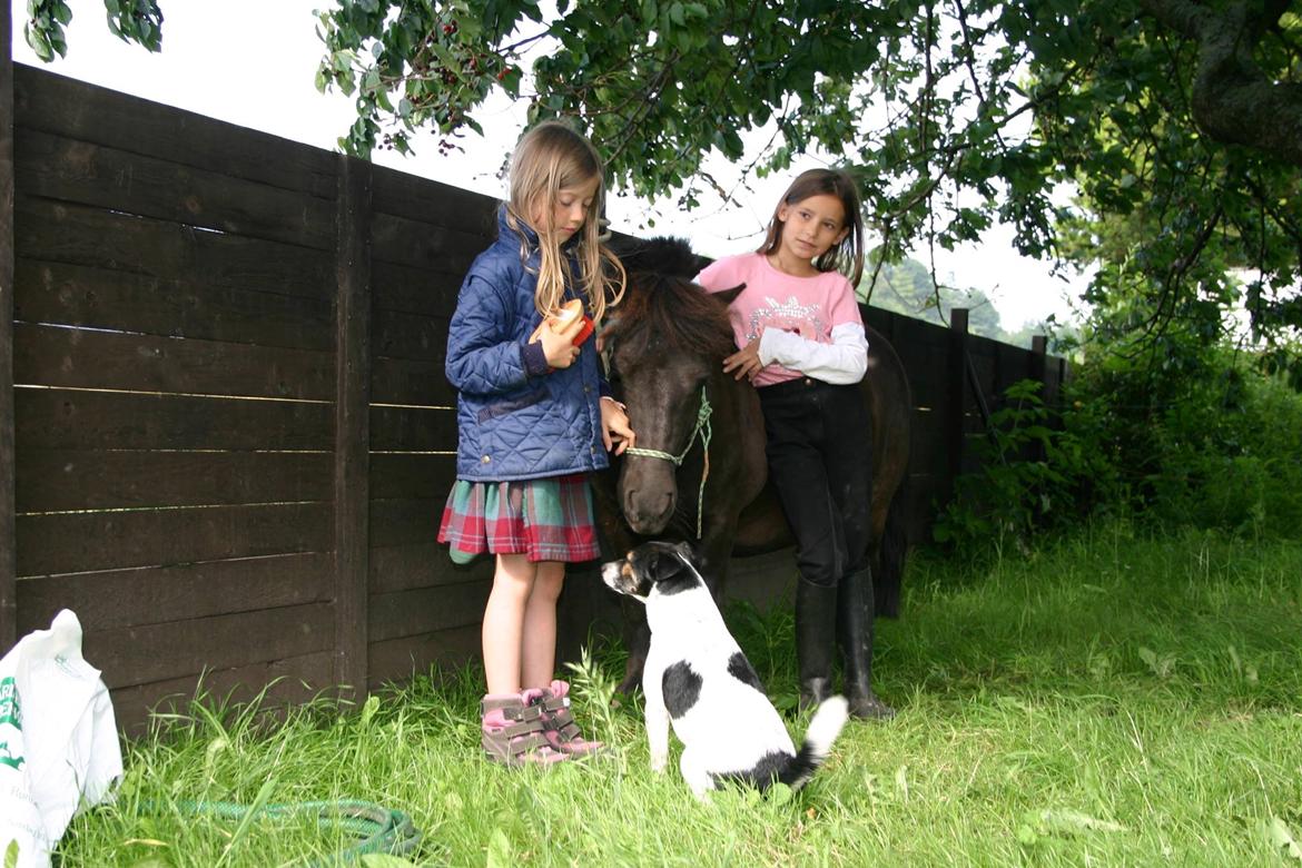 Shetlænder Blackie billede 5