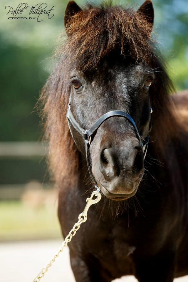 Shetlænder Blackie billede 15