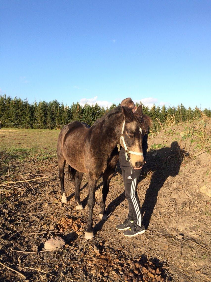 Anden særlig race Lizett billede 7