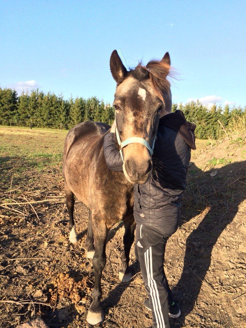 Anden særlig race Lizett billede 8