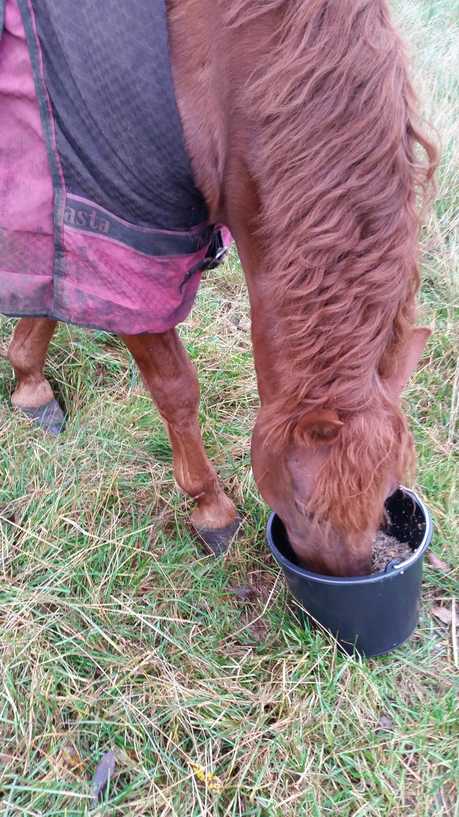 Anden særlig race Charlie By Fidelaty  billede 7