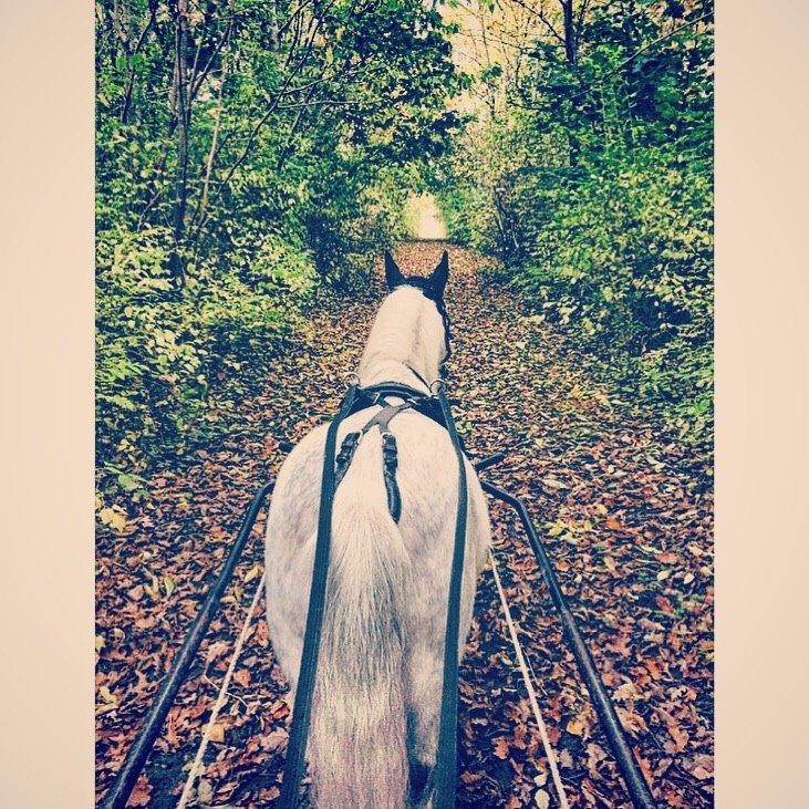 Dansk Miniature Mynte billede 20