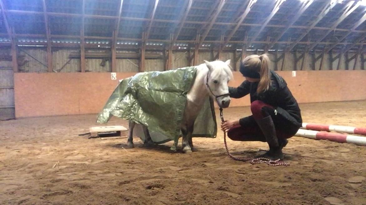 Dansk Miniature Mynte billede 23