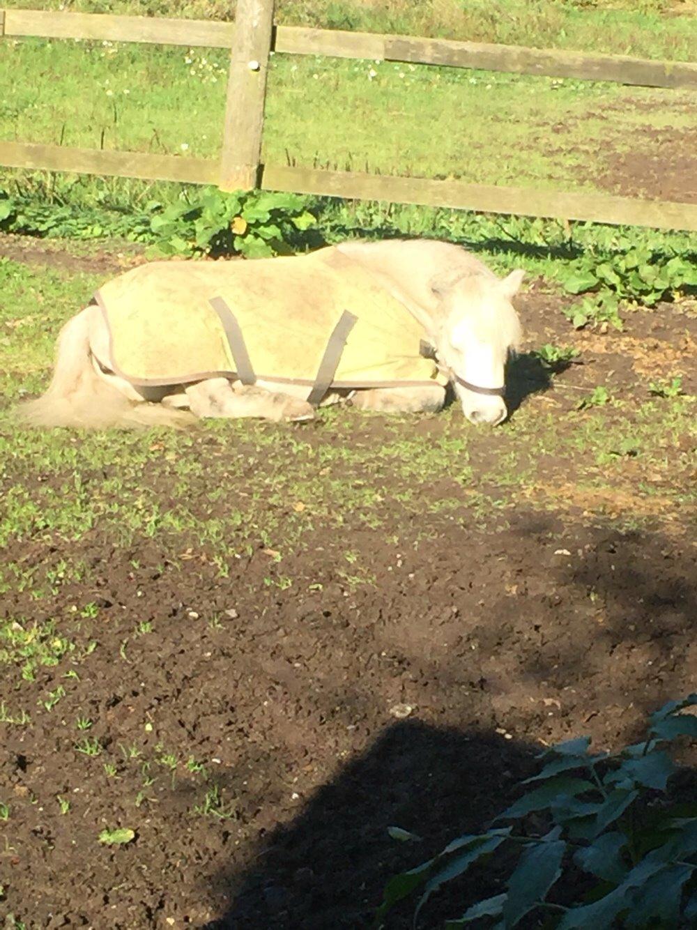 Dansk Miniature Mynte billede 22