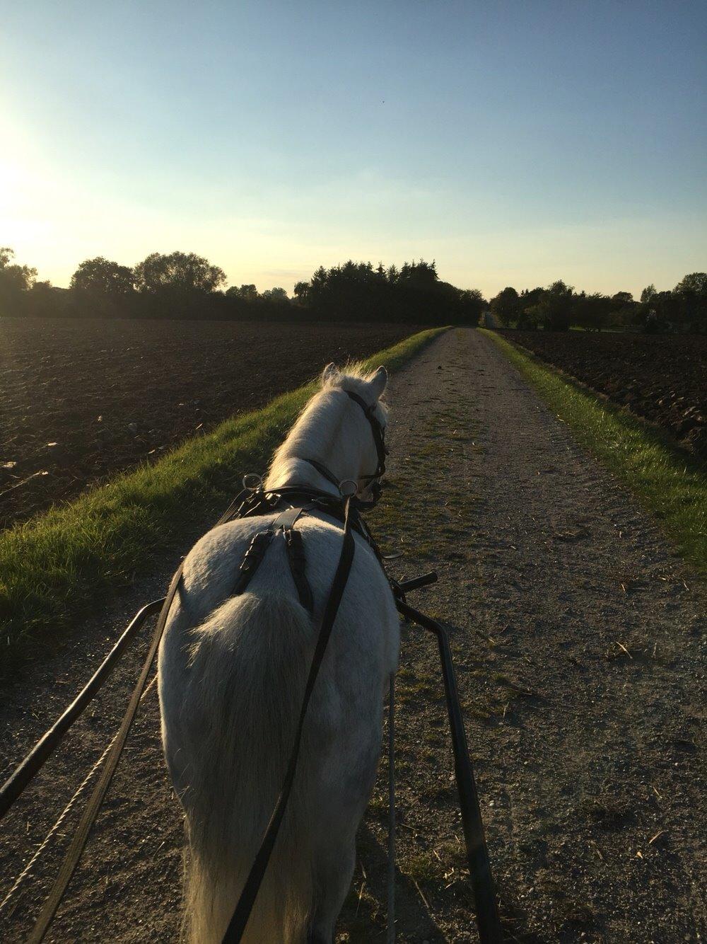 Dansk Miniature Mynte billede 24