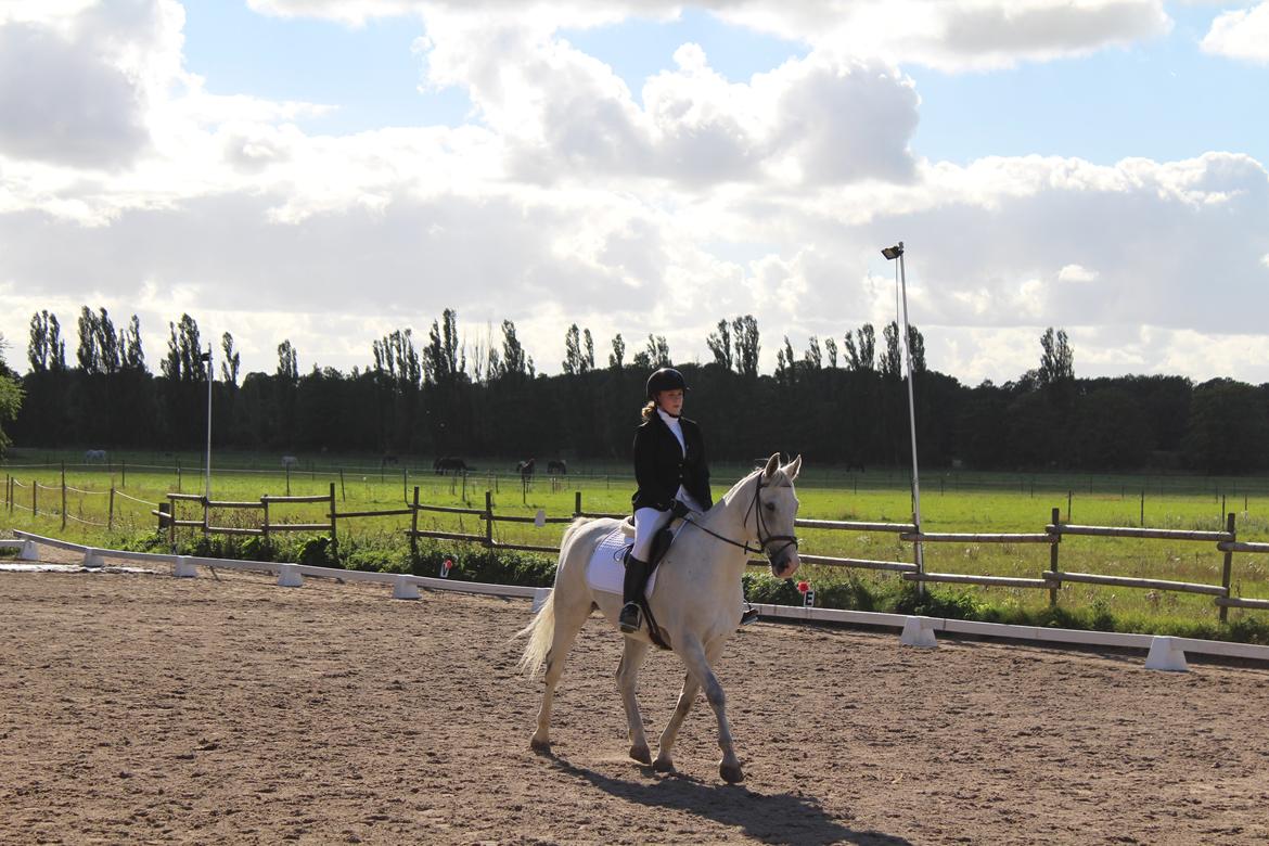 Hollandsk Varmblod Hedley's Boy - Fra vores første stævne sammen <3 billede 18