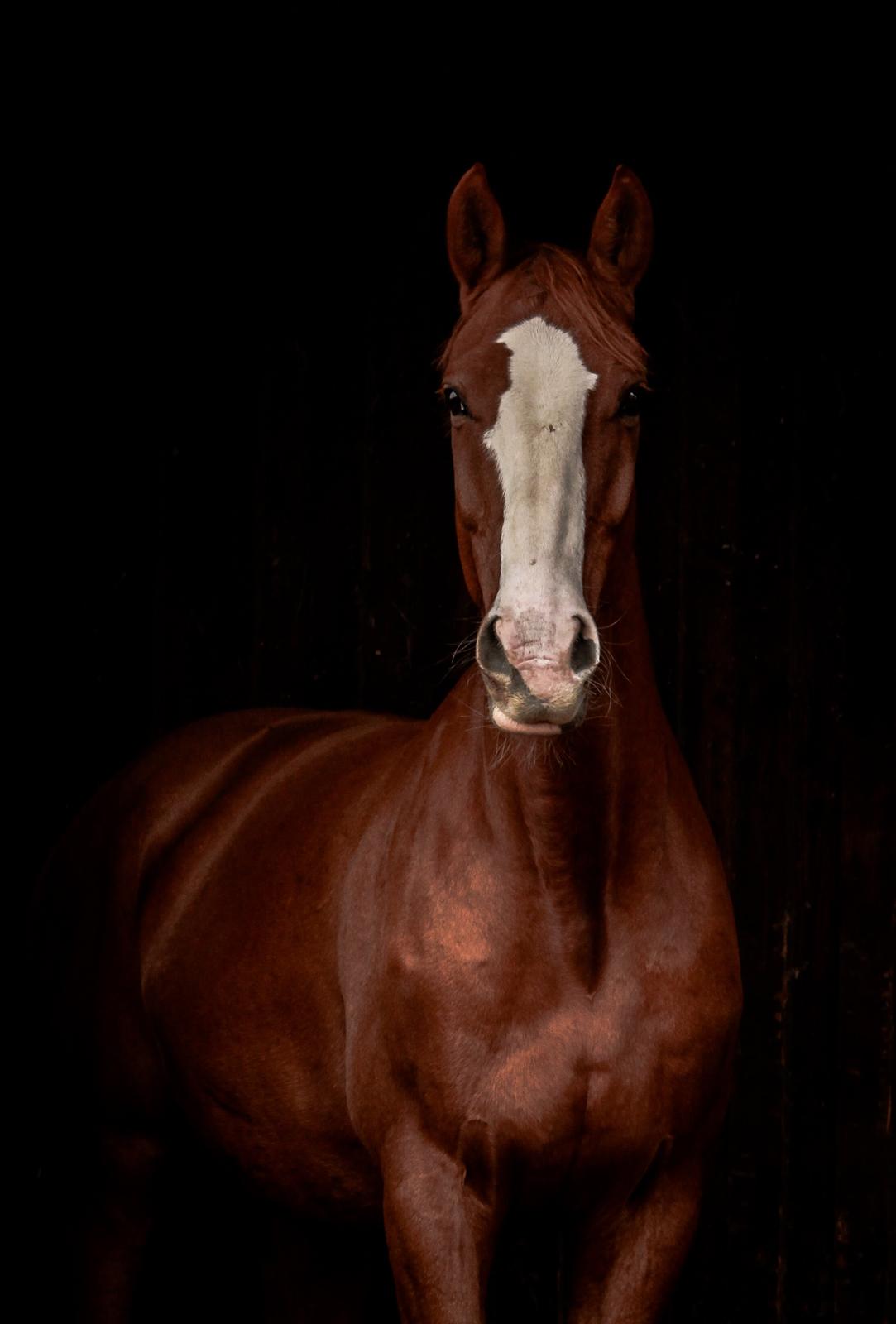 Dansk Varmblod Rudmosens nonchalant billede 11