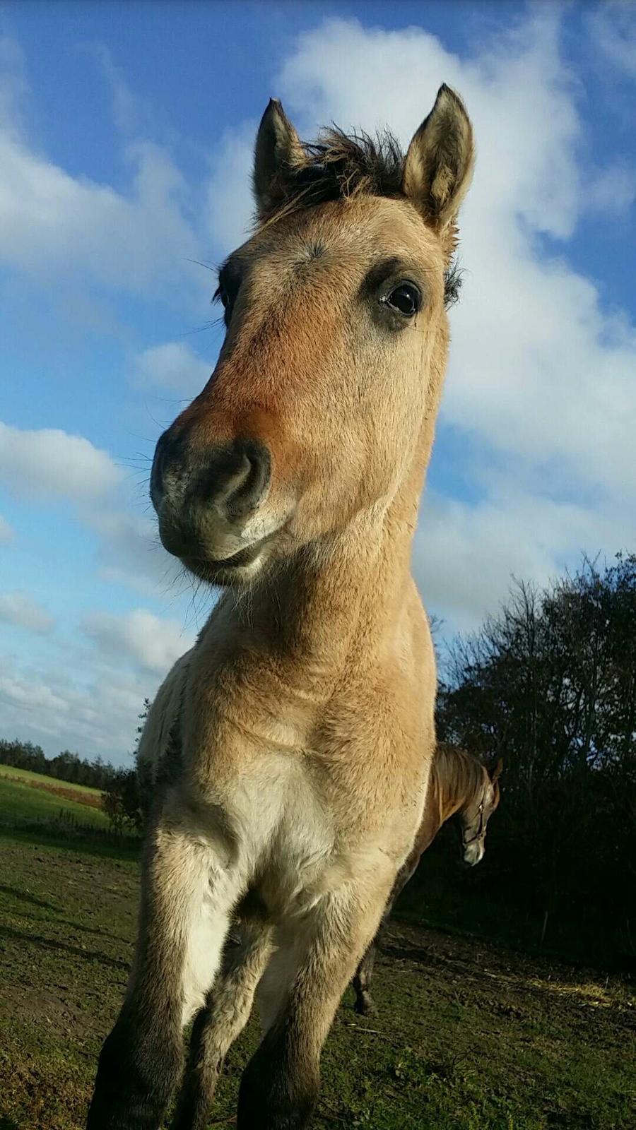 Anden særlig race Sukinox Her kommer jeg *Kalle* billede 18