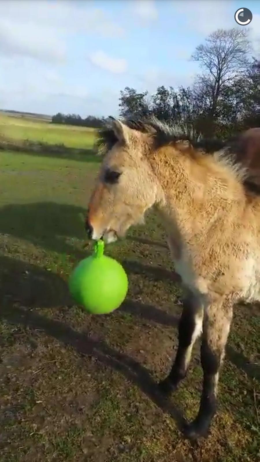 Anden særlig race Sukinox Her kommer jeg *Kalle* billede 19