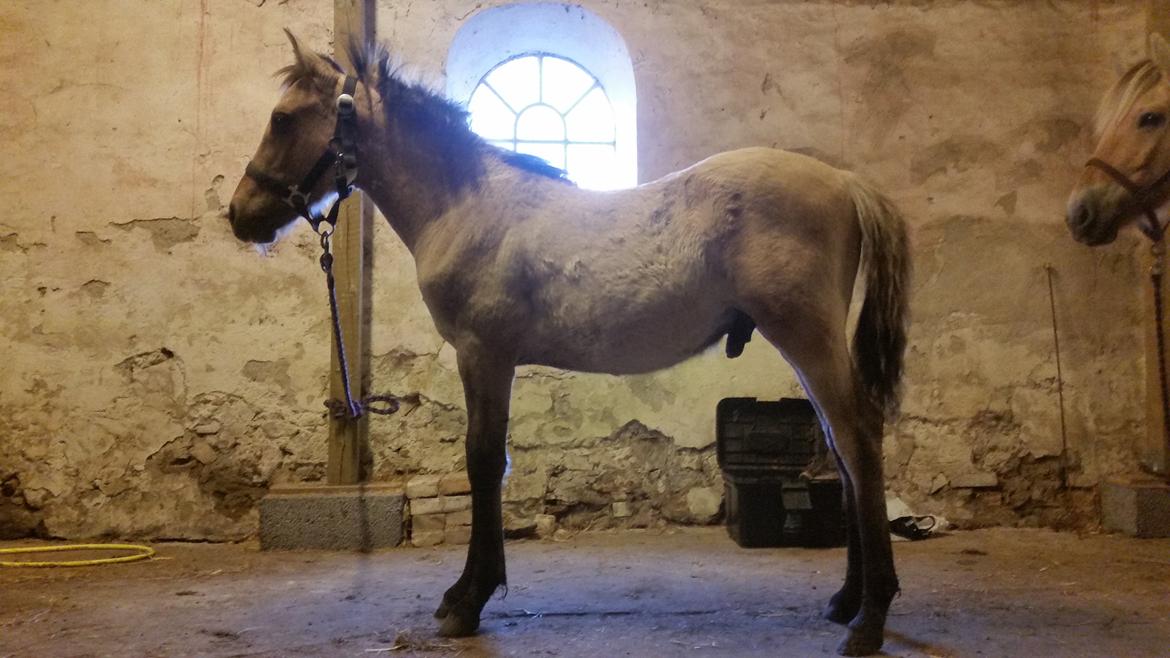 Anden særlig race Sukinox Her kommer jeg *Kalle* - okt. 15 billede 16