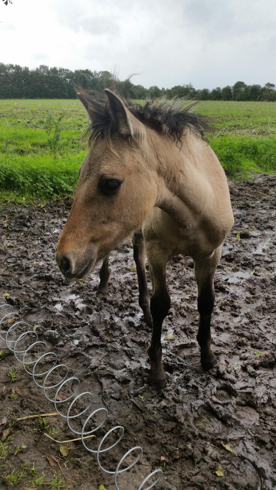 Anden særlig race Sukinox Her kommer jeg *Kalle* billede 22