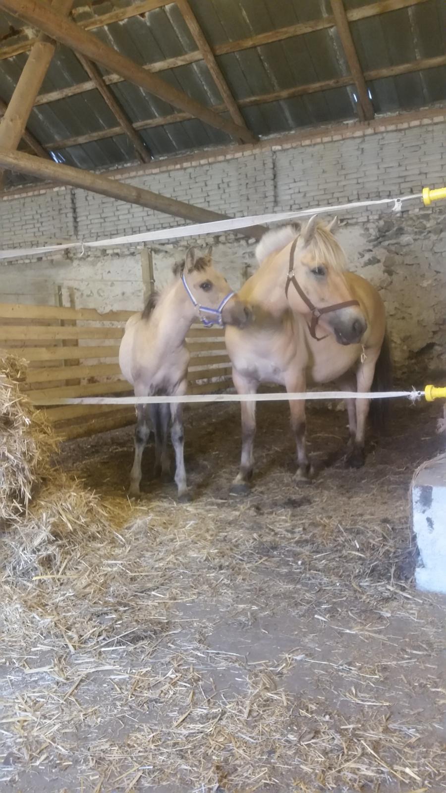 Anden særlig race Sukinox Her kommer jeg *Kalle* billede 14