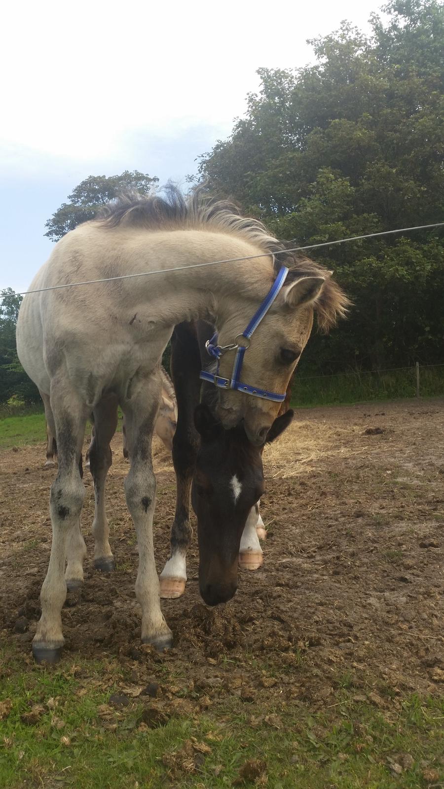 Anden særlig race Sukinox Her kommer jeg *Kalle* billede 15