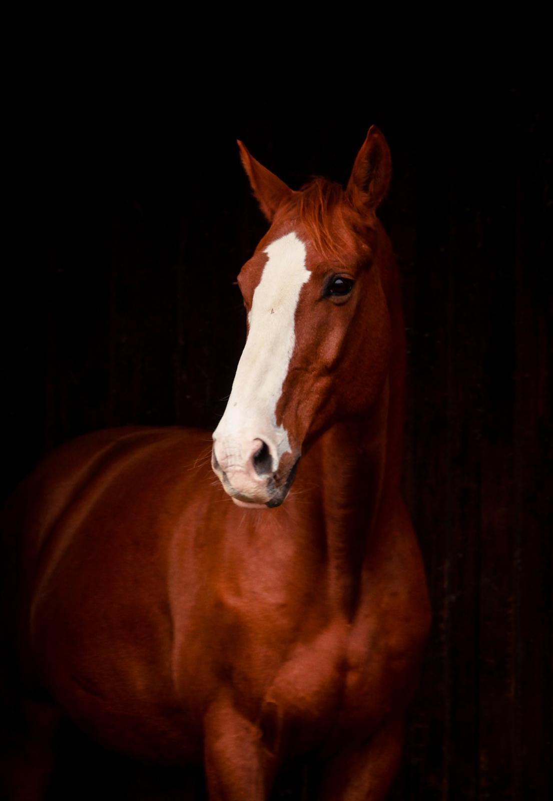 Dansk Varmblod Rudmosens nonchalant billede 12