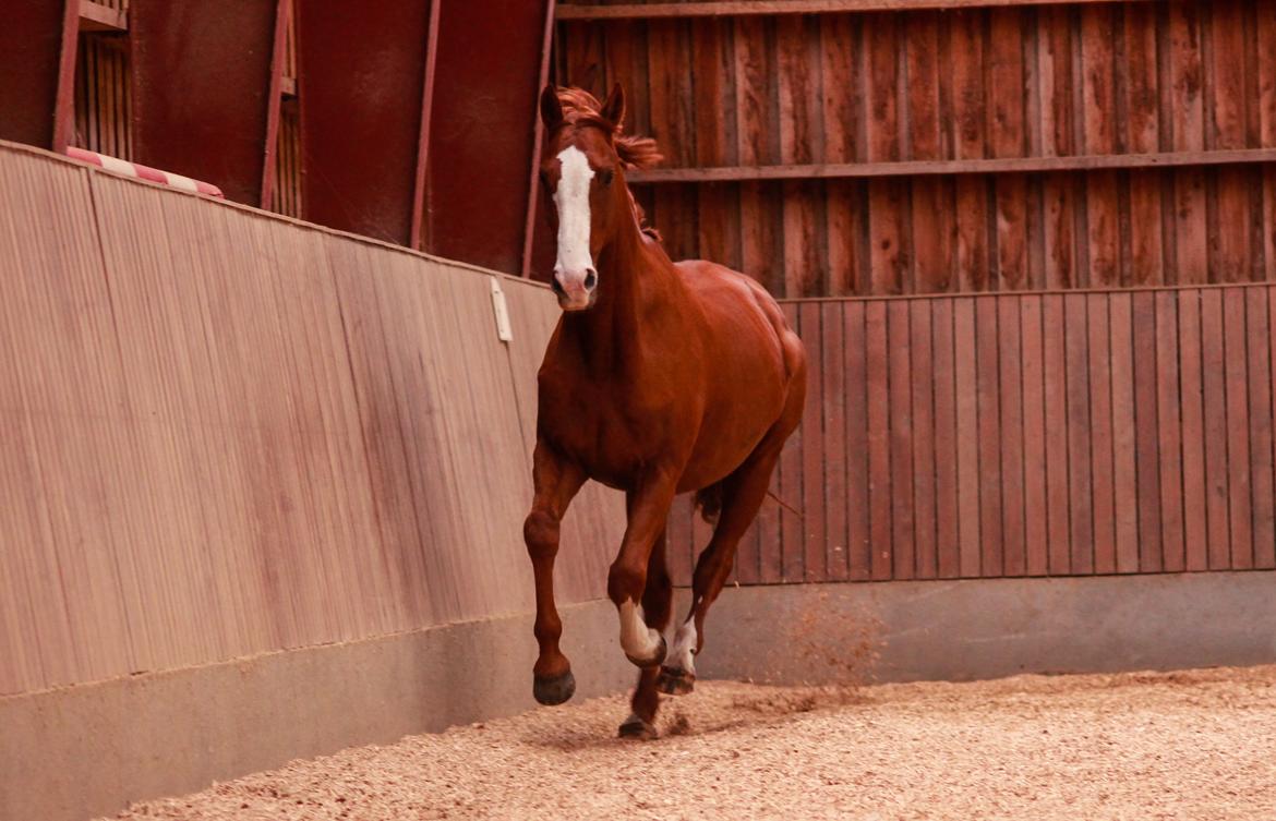 Dansk Varmblod Rudmosens nonchalant billede 17