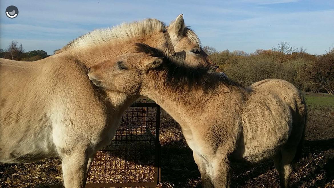 Anden særlig race Sukinox Her kommer jeg *Kalle* billede 20