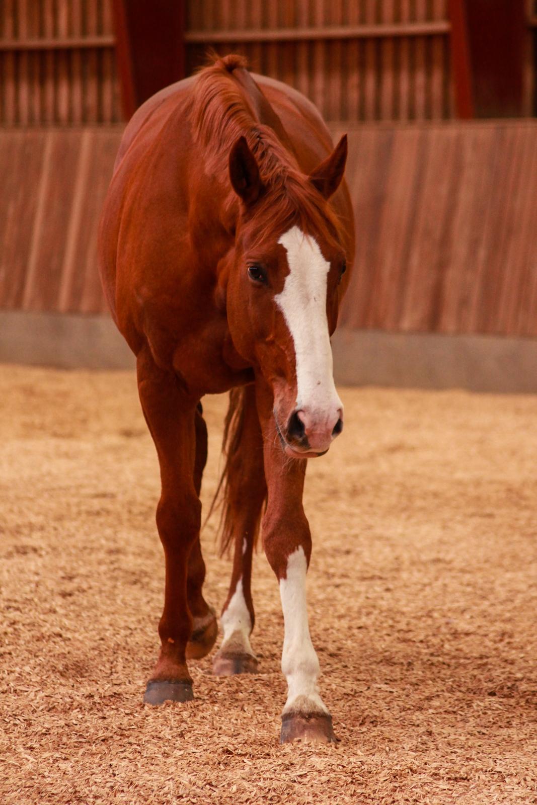 Dansk Varmblod Rudmosens nonchalant billede 18