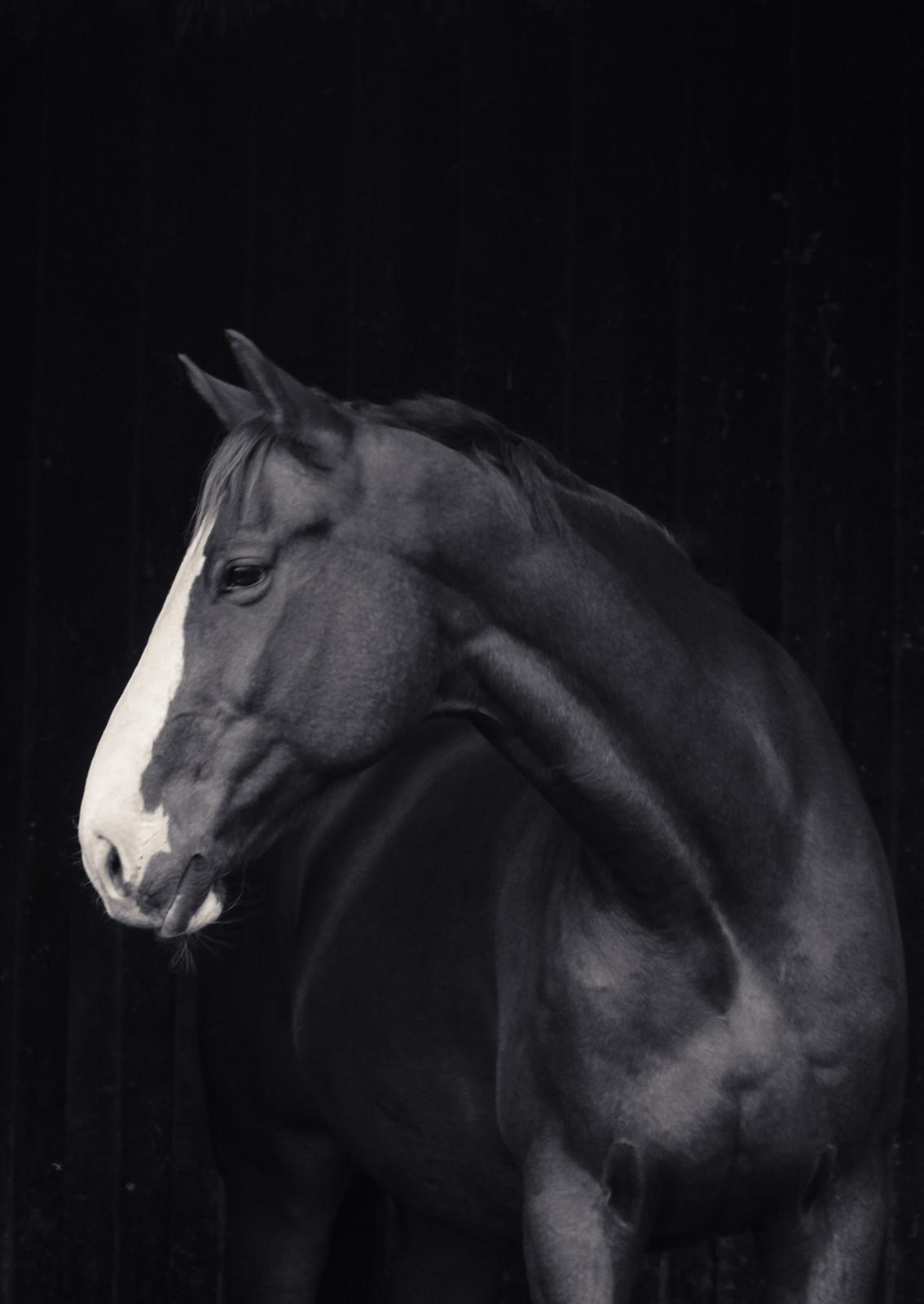 Dansk Varmblod Rudmosens nonchalant billede 20