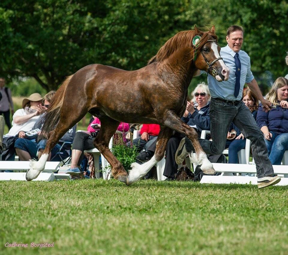 Welsh Pony af Cob-type (sec C) Brimstone Dylan billede 2