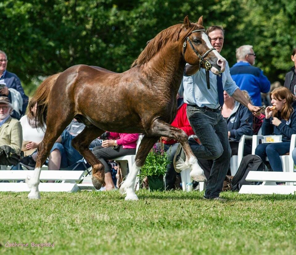 Welsh Pony af Cob-type (sec C) Brimstone Dylan billede 3