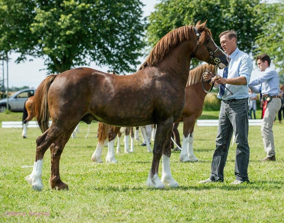 Welsh Pony af Cob-type (sec C) Brimstone Dylan billede 6