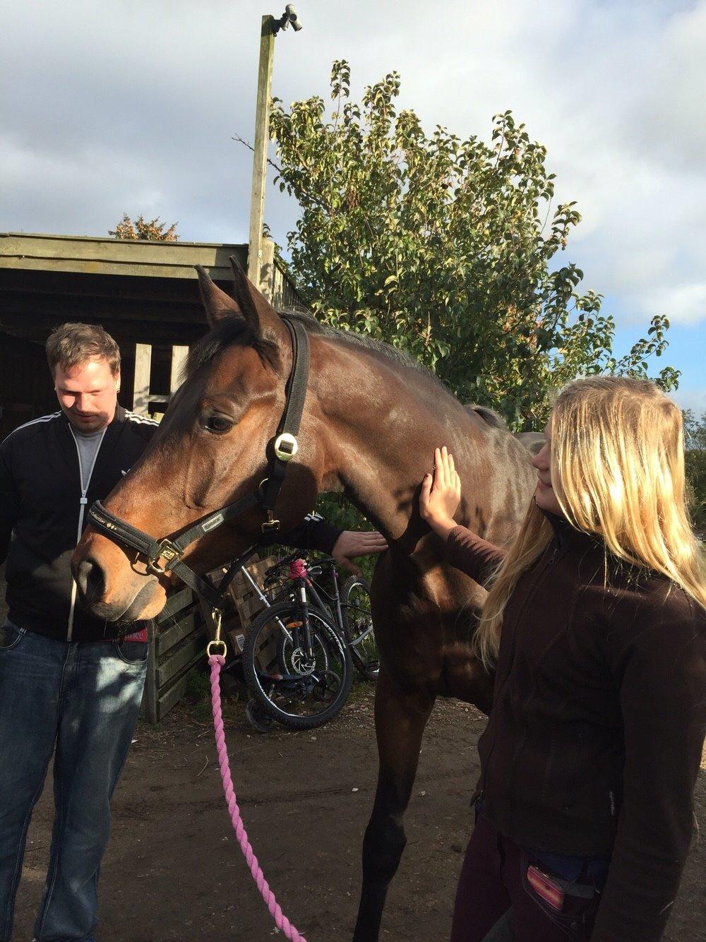 Holstener Heineken Himmelhest billede 3