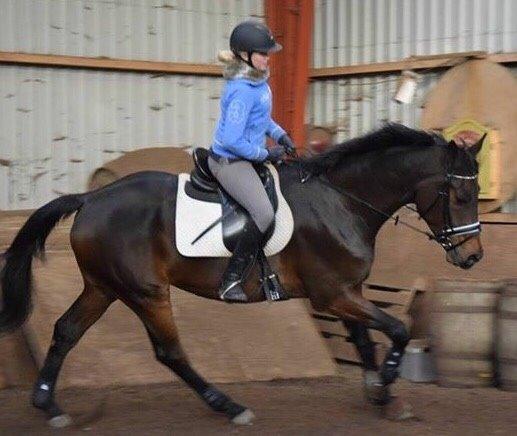 Holstener Heineken Himmelhest billede 10