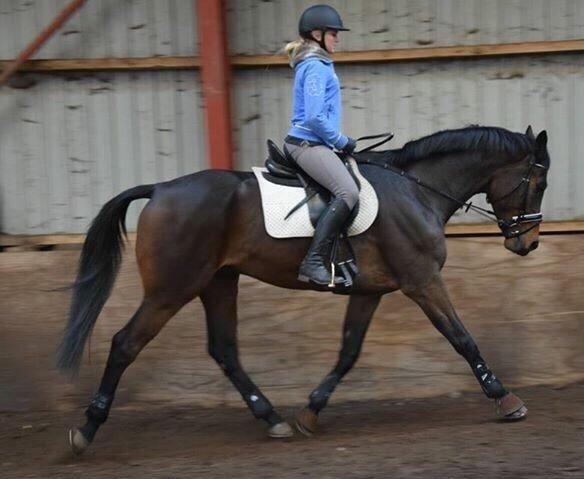 Holstener Heineken Himmelhest billede 11