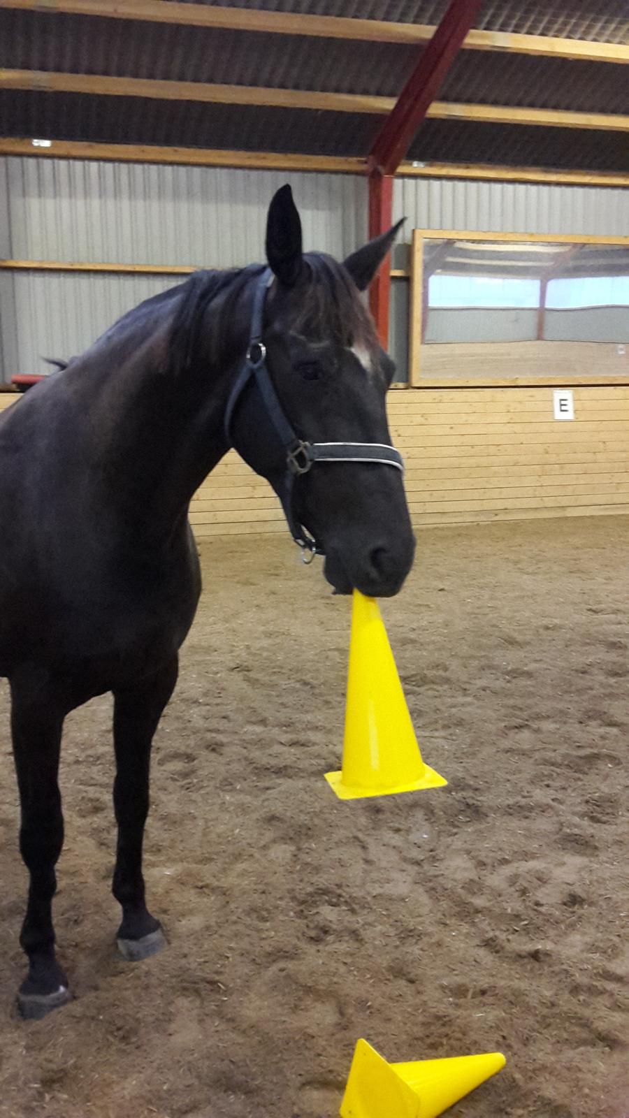 Dansk Varmblod ZACKO - Kegler er sjove  billede 42