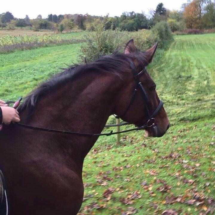 Traver Quiz billede 4