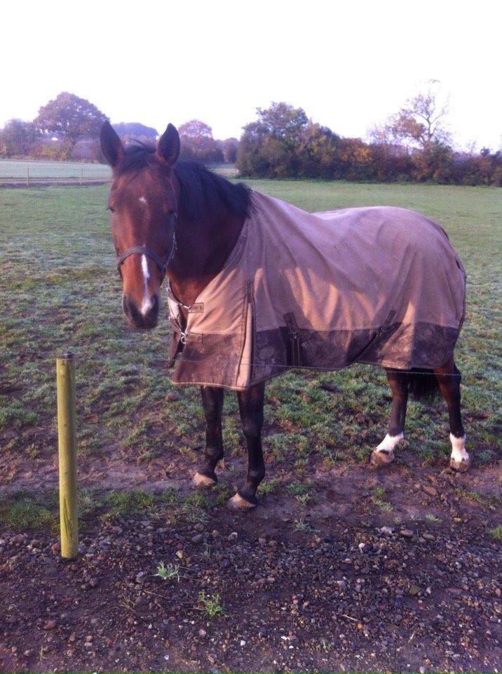 Traver Quiz billede 6