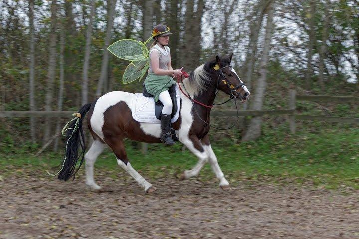 Anden særlig race Cassiopeja - Ridning i cordeo :) Vi startede en LC1 til et internt stævne hvor vi havde fået lov til at ride i cordeo :3 Det gik rigtig fint og så var vi selvfølgelig udklædt :D **November 2015** billede 2