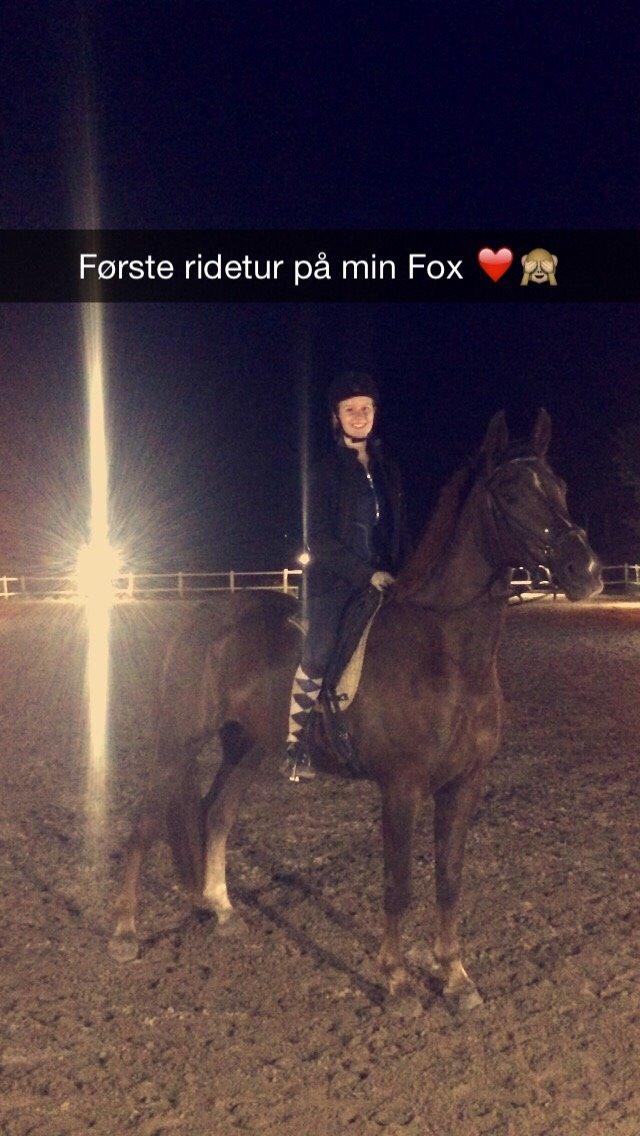 Anden særlig race Fox (Hidalgo)  billede 3