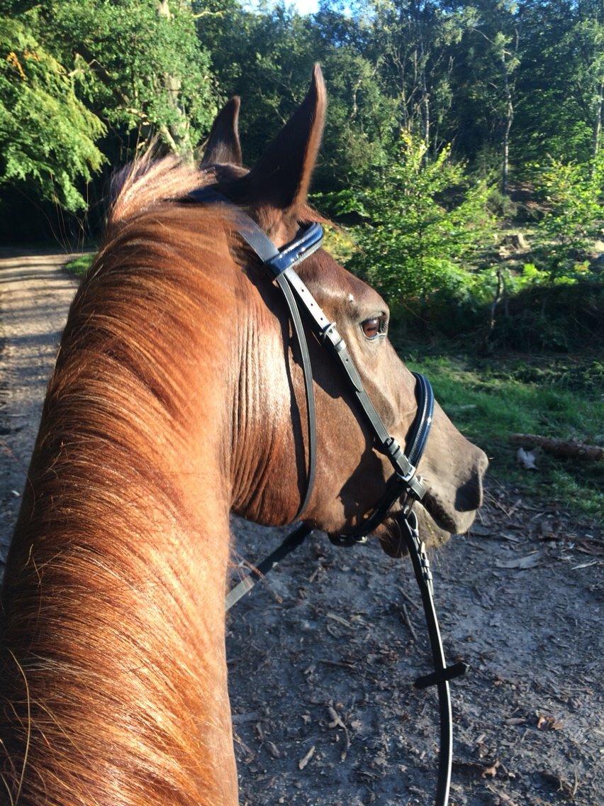 Anden særlig race Fox (Hidalgo)  billede 4