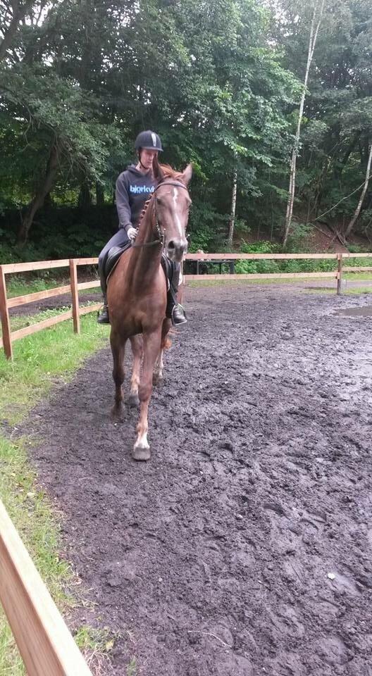 Anden særlig race Fox (Hidalgo)  billede 6