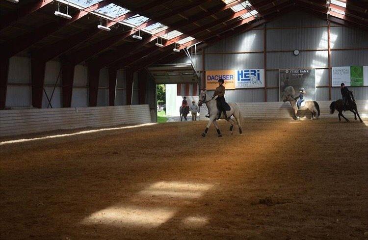 Anden særlig race Hyldens Hearty Fellow - benstræk! i gang med en lækker øgning 👌🏼 billede 9