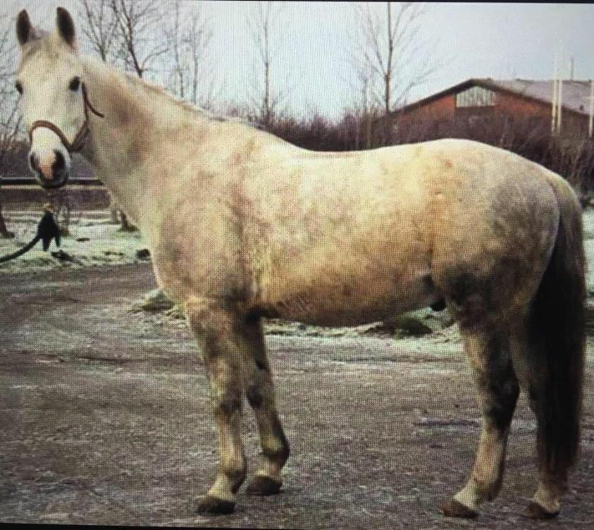 Anden særlig race Hyldens Hearty Fellow - Fellow som ung (og beskidt) 🐼 billede 10