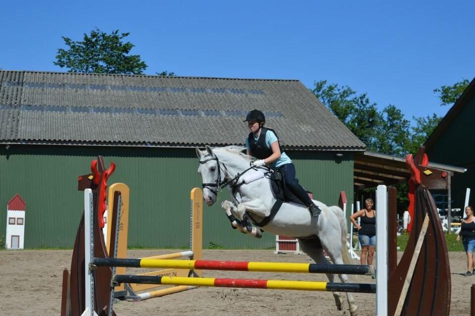 Anden særlig race Hyldens Hearty Fellow - flyvende over 95 cm med KÆMPE overskud!  billede 11