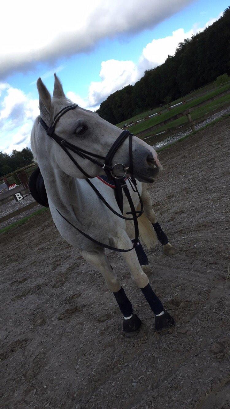 Anden særlig race Hyldens Hearty Fellow - svedig hest efter hård ridetime ❤️ billede 7
