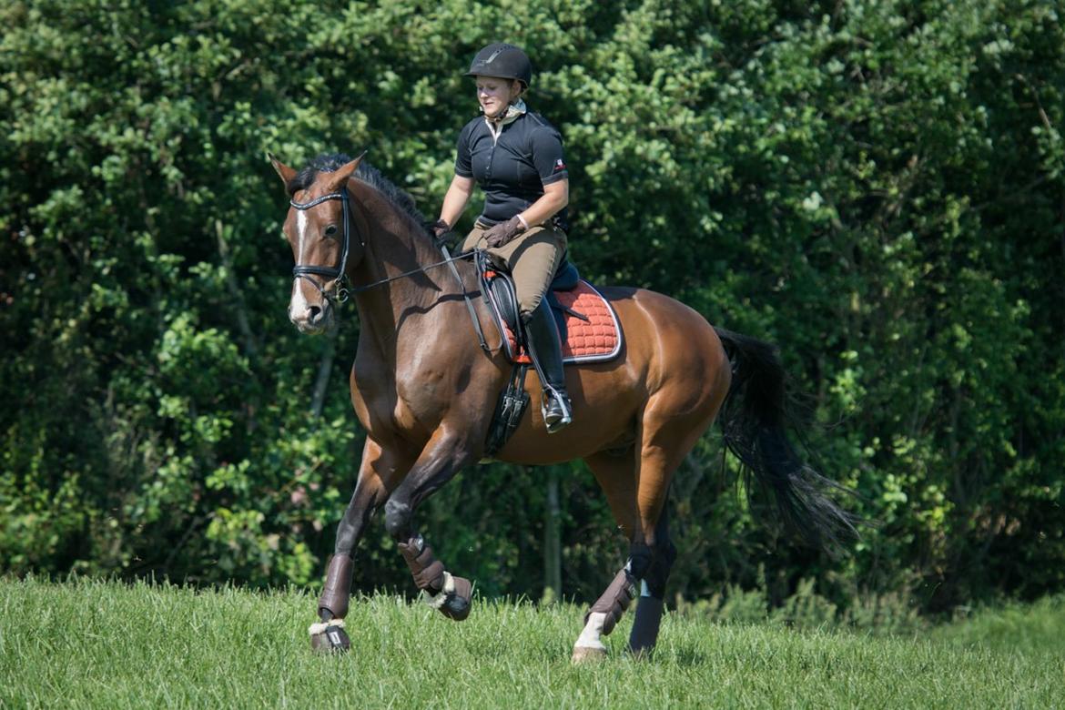 Dansk Varmblod Camarro SR billede 5